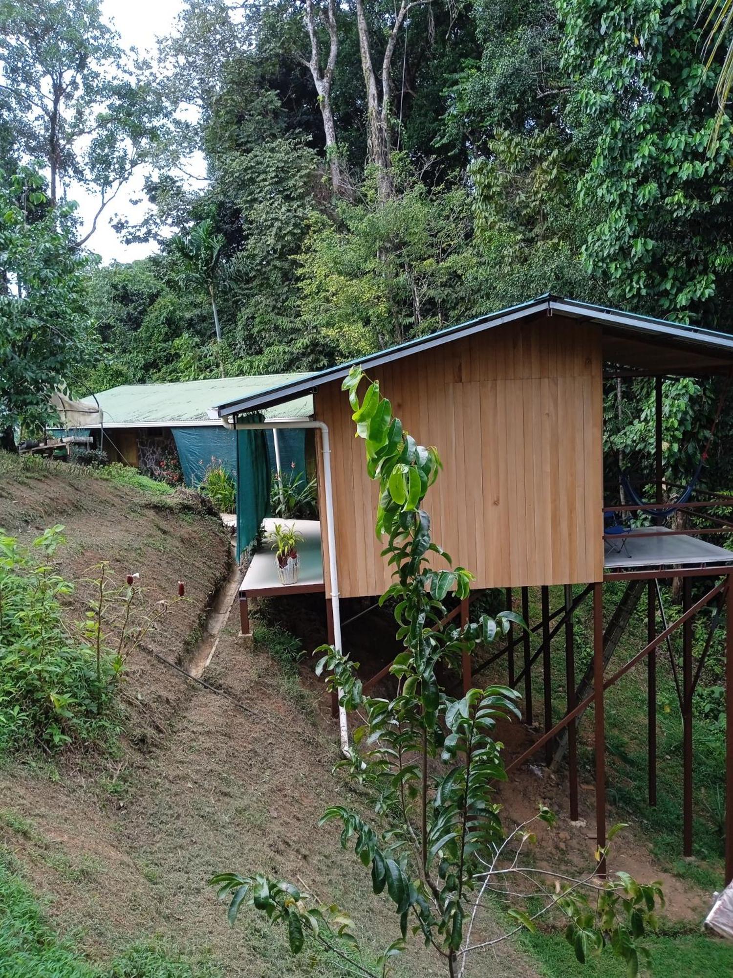Cabanas Bajo Bosque Drake Drake Bay Exterior photo